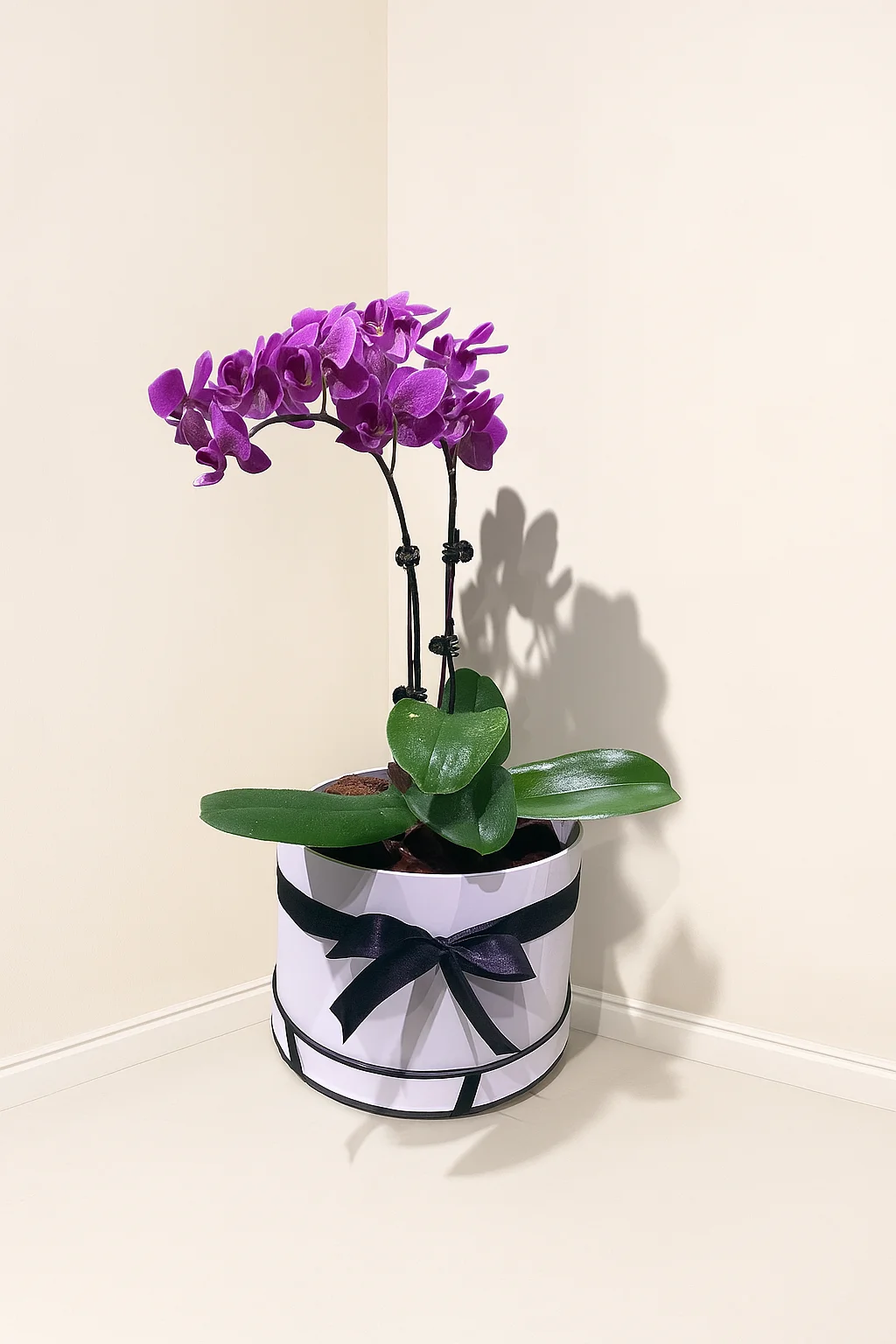 Purple Orchid Plant Arrangement