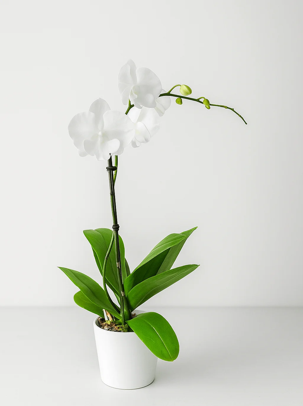 Stem White Phalaenopsis Orchid Plant